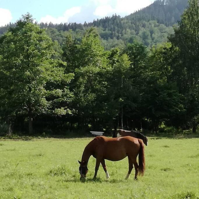 Apartamenty - Domek Bobrowe Zacisze 3 Janowice Wielkie Exteriör bild